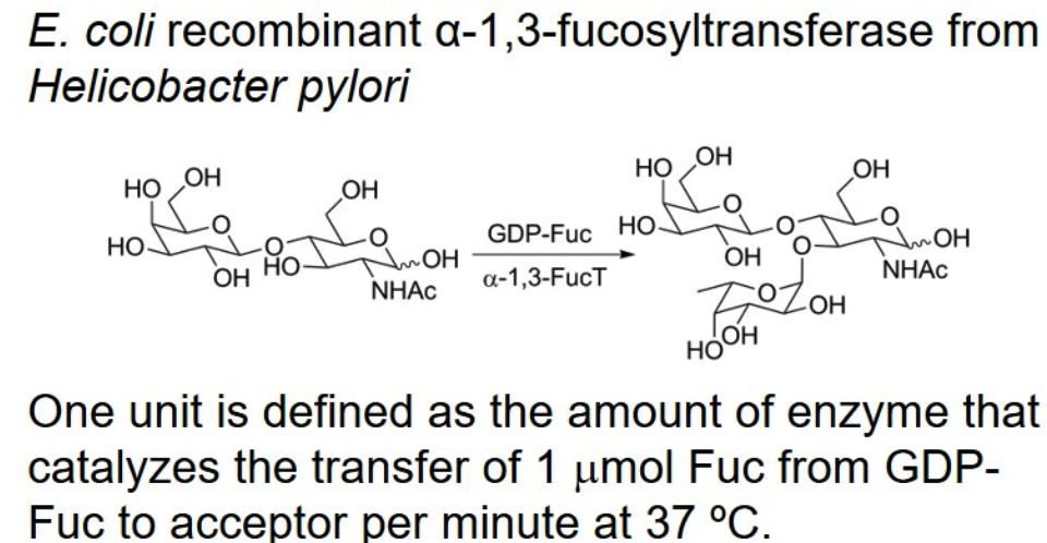 α-1,3-fucosyltransferase; α-1,3FucT